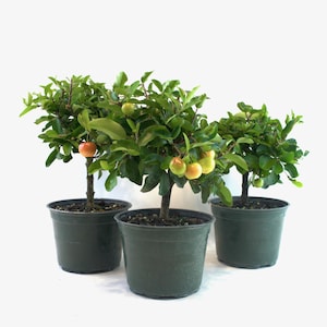 Acerola Barbados Cherry Pre-Bonsai in 6&quot; Nursery Pot | Tropical Fruiting Bonsai Starter Tree | Pink Flowers & Edible Cherries