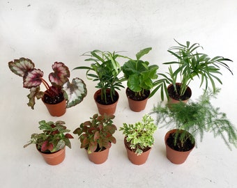 Indoor plants, mini foliage assortment in 2" pots, dish garden, terrarium, Fairy Garden plants Arts & craft DIY please select heat if needed