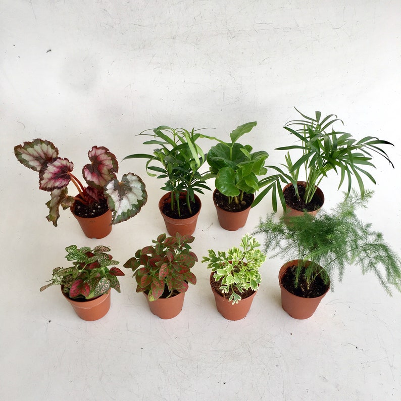 Indoor plants, mini foliage assortment in 2' pots, dish garden, terrarium, Fairy Garden plants Arts & craft DIY please select heat if needed 