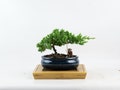 Juniper Procumbens Nana Bonsai Tree - Windswept Style - 6" Pot