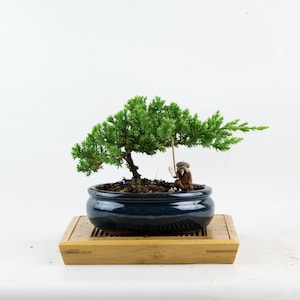Juniper Procumbens Nana Live Bonsai Tree in a 6&quot; Bonsai pot, Outdoors, Windswept style, Unique Gift
