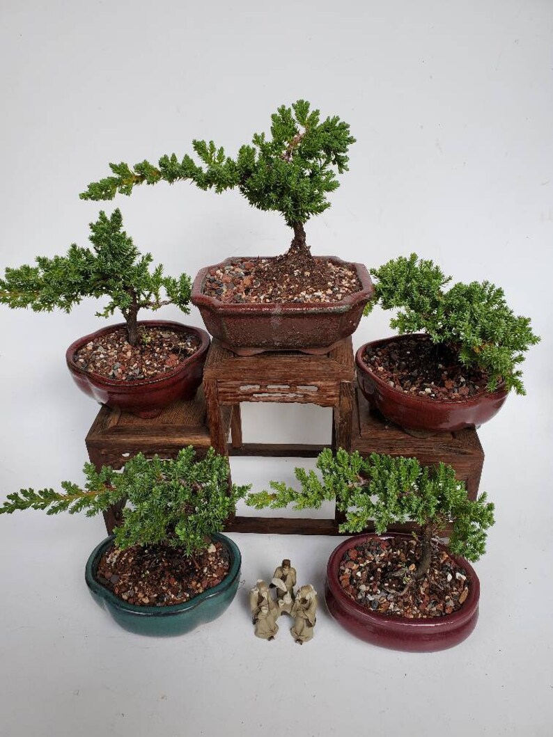 Juniper Live Bonsai Tree in a 5 Shohin Bonsai Pot Etsy