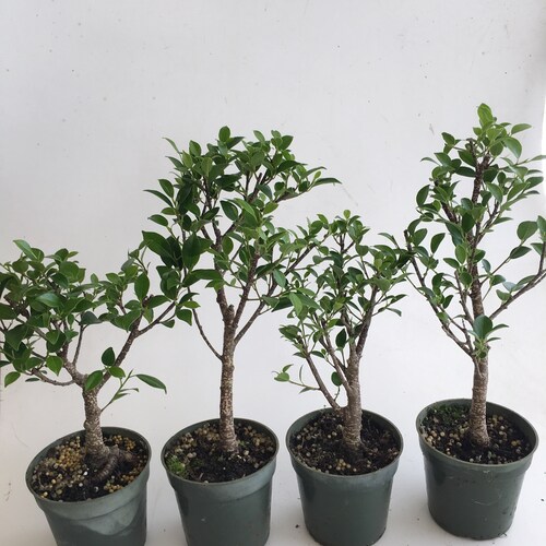Sacred Fig Bonsai Tree Seeds 25 Seeds Ficus Religiosa Etsy