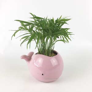 Whale Glazed Pink Crackling Planter Potted Plants, Animal Planter, Coffee, Parlor Palm, Hypoestes, Lucky Bamboo, Fern, Unique Gift