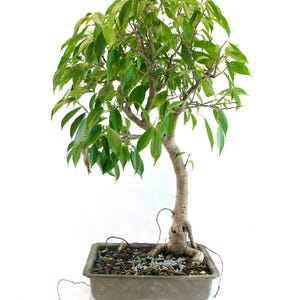 Oriental Ficus Pre-Bonsai Tree: Banyan Style Indoor Starter