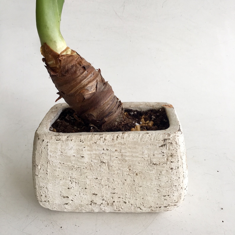 May include: A potted plant with a thick, brown stem and green leaves. The plant is in a square, off-white, textured pot. The pot has a distressed, aged appearance, adding a rustic touch to the plant's presentation.