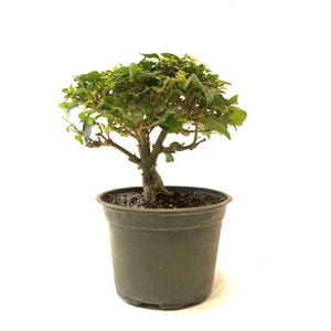 May include: A small bonsai tree in a dark green plastic pot. The tree has a thick, brown trunk and branches with small green leaves. The pot is filled with dark soil and small pebbles. The background is plain white.