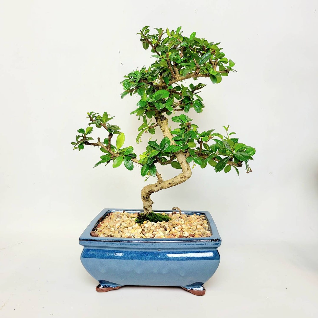 Fukien Tea Live Bonsai Tree 8 Informal Upright Style Etsy
