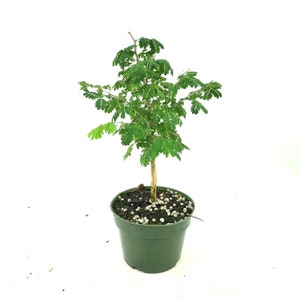 May include: A small green potted tree with a thin trunk and delicate green leaves. The tree is in a green plastic pot with a brown soil and white pebbles.