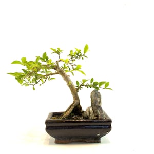 Barbados Cherry Bonsai With Rock – Live Flowering Tree with Pink Blossoms & Edible Fruit | 5.5&quot; Pot | Indoor/Outdoor Gift for Gardeners