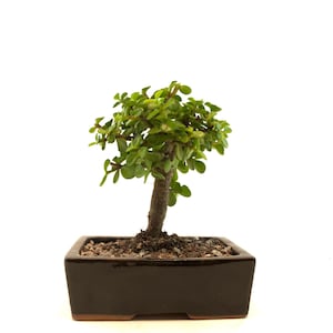 Juniper Procumbens Nana Bonsai Tree - 6&quot; Glazed Pot - Outdoor