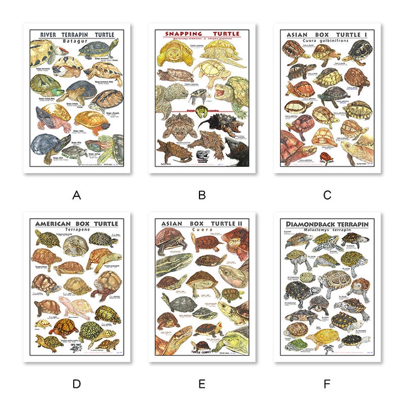 Sea turtle classification prints set wall art and canvas etsy uk