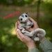 EXAMPLE TOY! Made to order Realistic sugar glider toy 