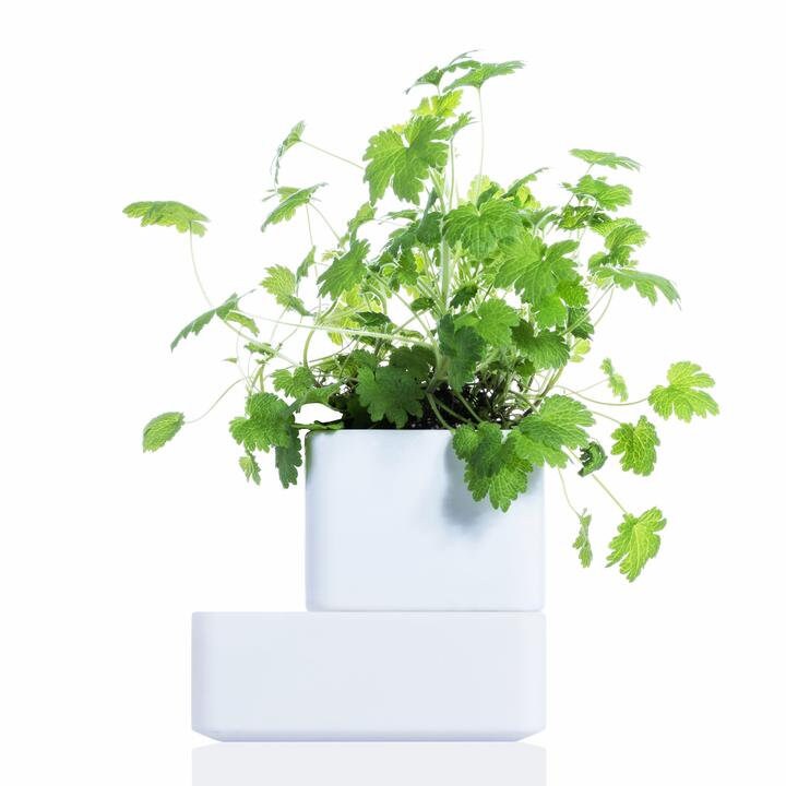 Uno_White Le Meilleur Pot en Terre Cuite Auto-Arrosage Pour La Culture Intérieure d'herbes Curatives