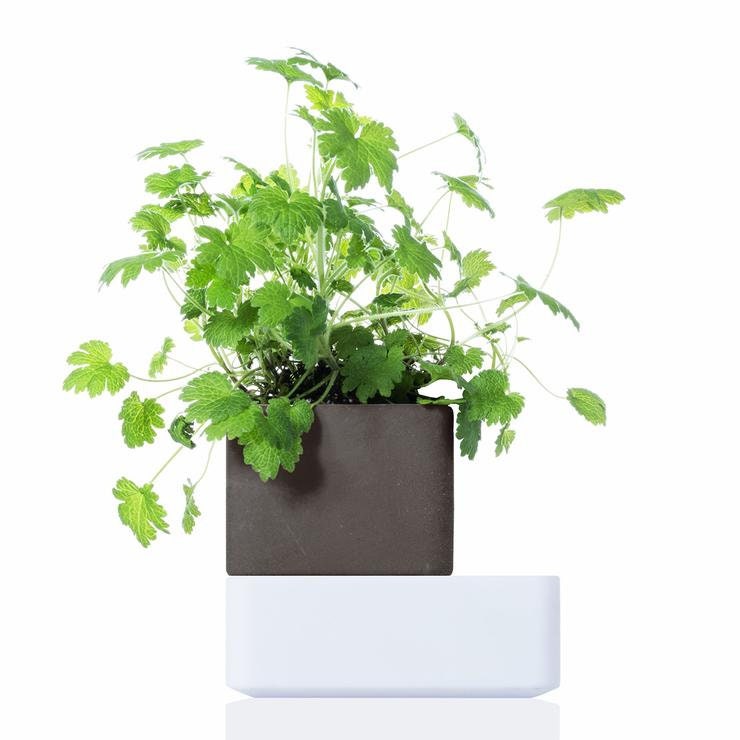 Uno_Anthracite Le Meilleur Pot en Terre Cuite Auto-Arrosage Pour La Culture Intérieure d'herbes Cura