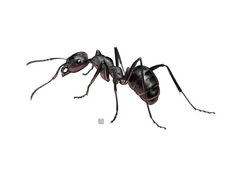 Black Garden Ant Scientific Illustration Etsy