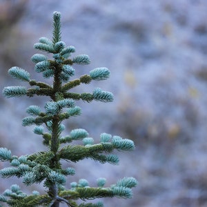 Frost Tree