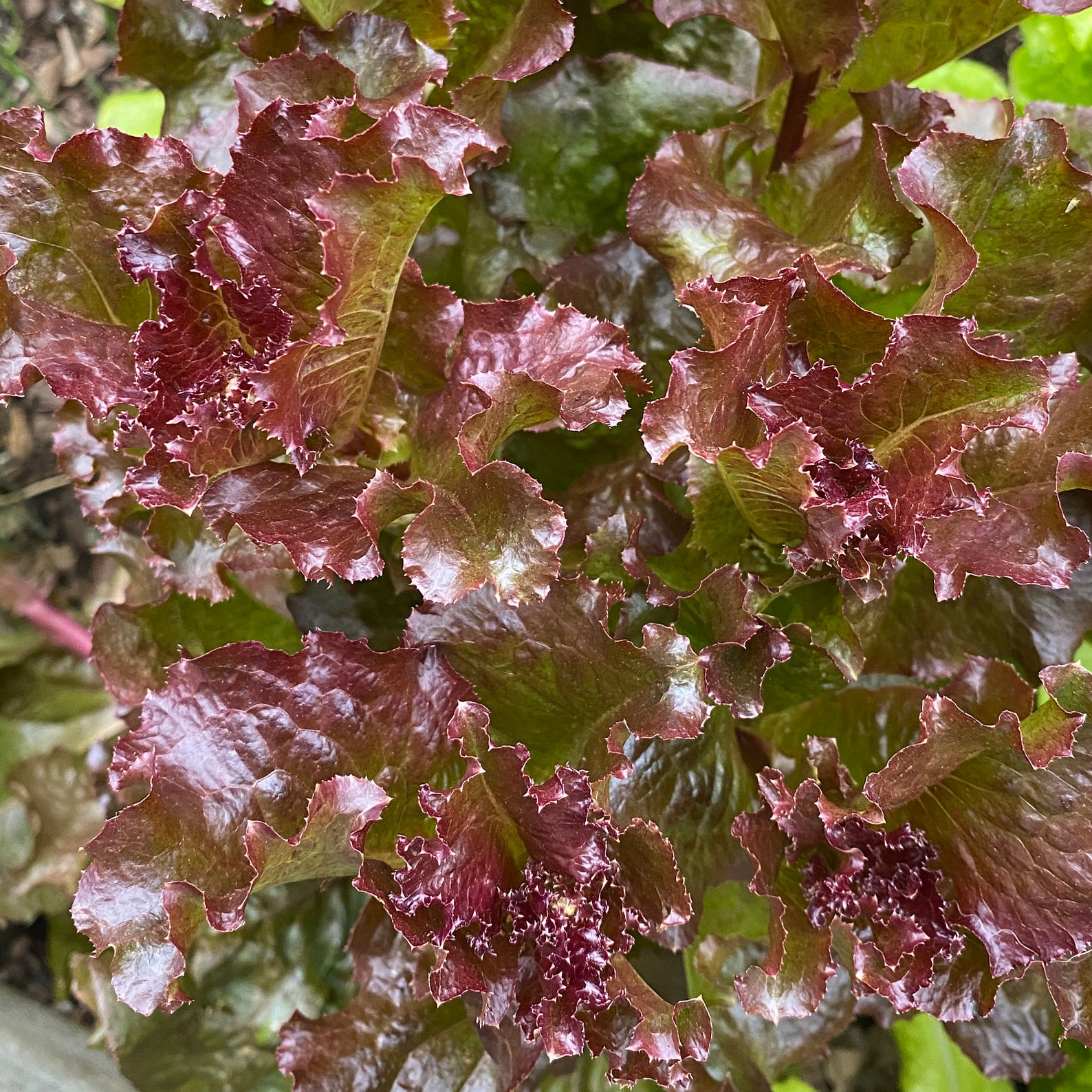 Red Velvet Heirloom Lettuce Garden Seeds/ USDA Certified Etsy