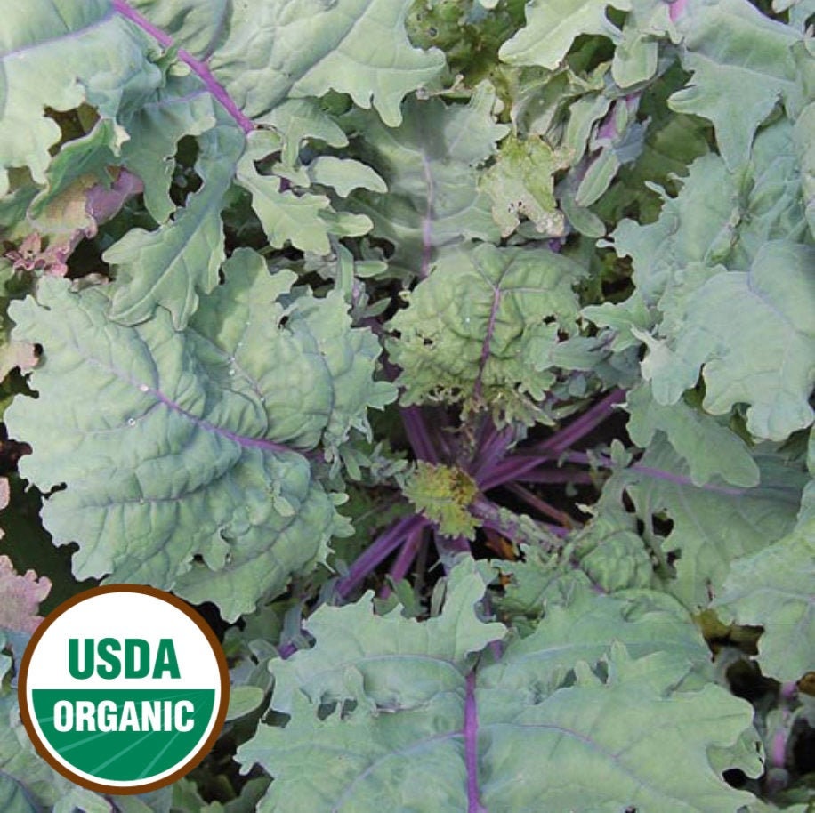Heirloom 300 2021 Seeds Red Russian Kale Seeds Heirloom 300 2021 Seeds Red Russian Kale Seeds