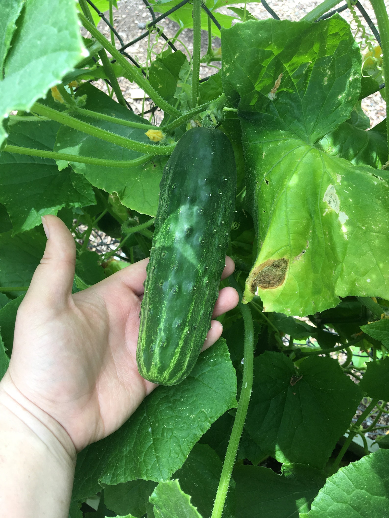 Bushy Cucumber Seeds/ USDA Certified Organic Heirloom Etsy