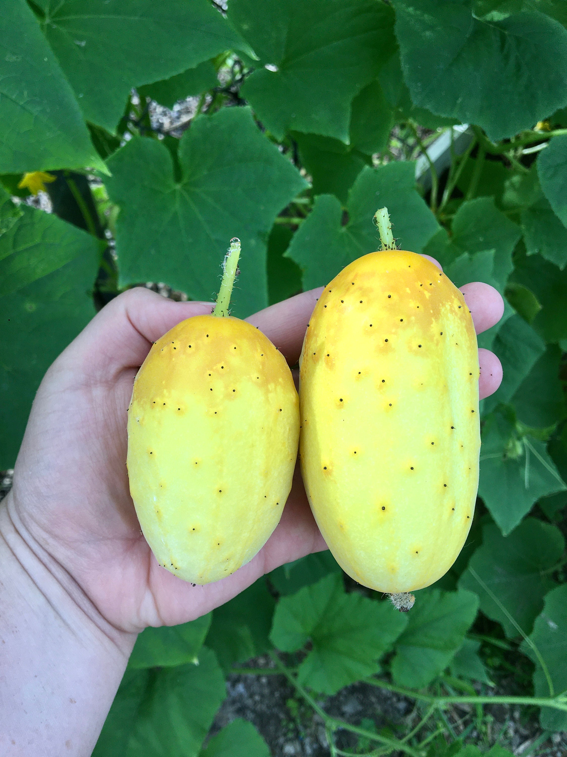 Miniature White Cucumber Seeds/ USDA Certified Organic Etsy