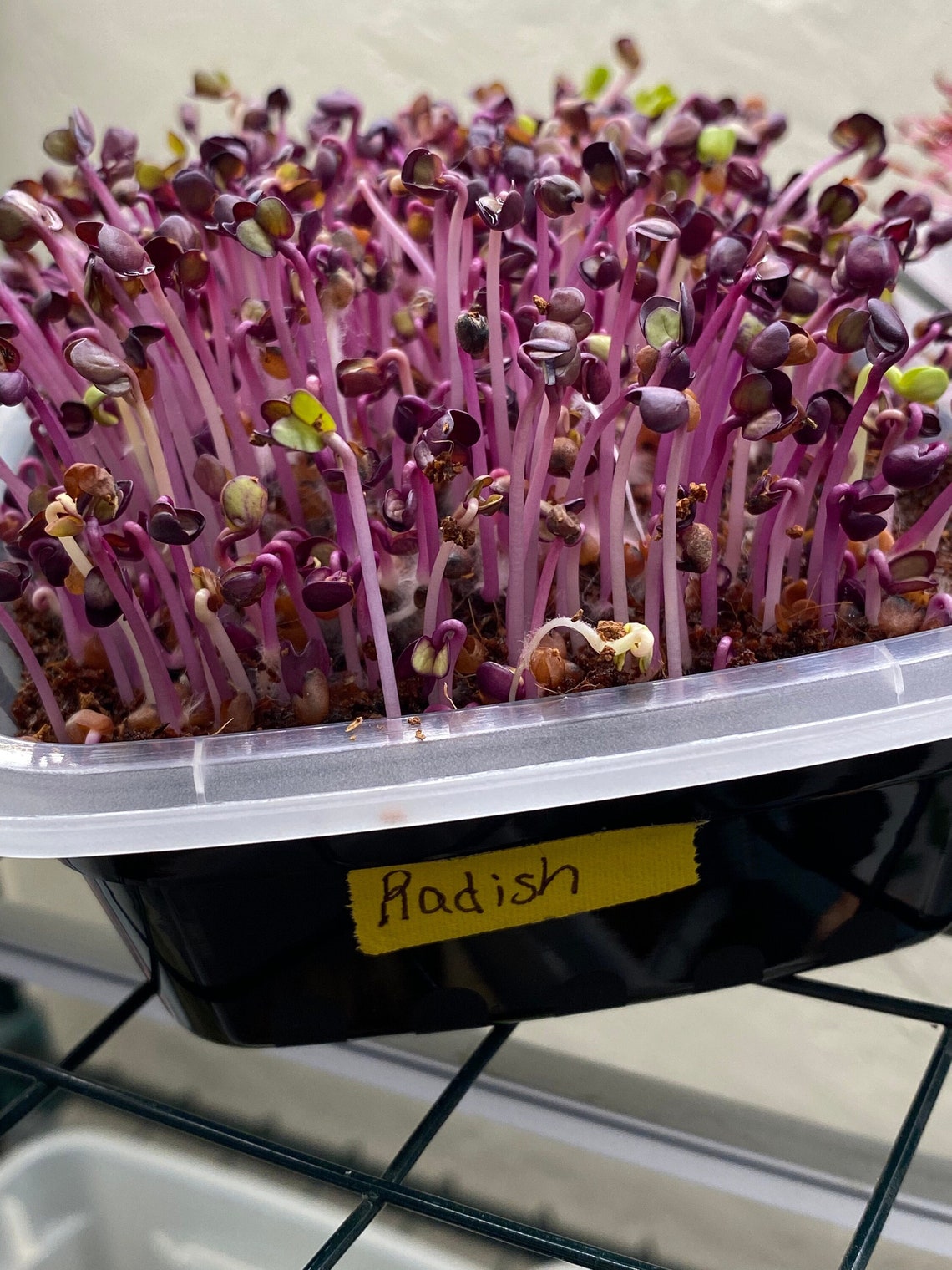 Rambo Purple Radish Microgreen Grow Kit with Self Watering Etsy