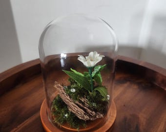 May include: A miniature terrarium featuring a white flower, green leaves, and moss under a glass dome. The base is made of wood, and the arrangement includes a piece of driftwood and small, clear embellishments.