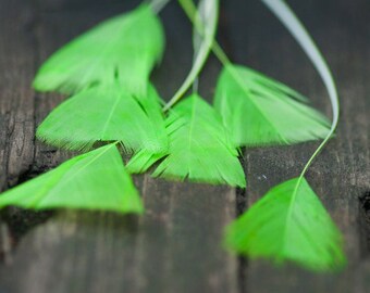 Plumas verdes de neón, plumas naturales, hallazgos artesanales, suministros, plumas para ramos, fabricación de sombreros, fabricación de ramos, plumas de boda