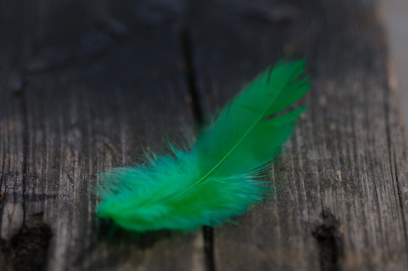 50pics Soft Dark Green Real Feathers Small Natural Feathers Wedding Decorative Feathers Wedding Bouquet Feathers Boho Craft Supply image 4