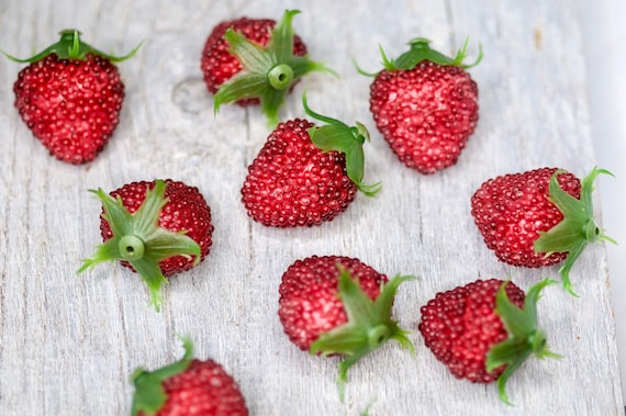 Groe Erdbeeren Fake Obst 4cm, 18 Stck rote Erdbeerkunstobst, Kche  Wohnkultur, Kunststoffobst, Kranzobst, Blumenstrauobst - Etsy sterreich