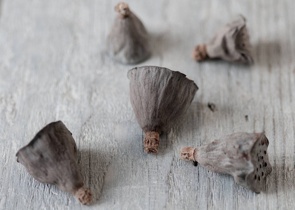 Dry Lotus Flower Heads With Seeds 25pics Mix Size Real Dried Etsy UK