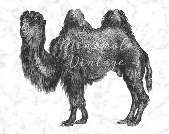 Vintage Giraffe Clipart Wildlife Digital Image Printable Art Etsy