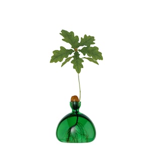 May include: A green glass vase with a rounded base and a slender neck, containing an oak seedling. The seedling features a small acorn and a stem with green leaves. The roots of the seedling are visible inside the vase.