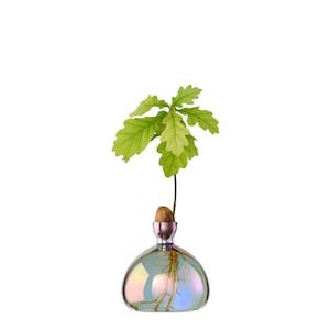 May include: A small oak tree sapling growing from an acorn in a clear iridescent glass vase with a silver top.