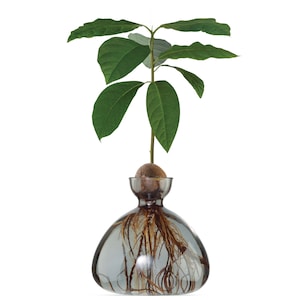 Avocado Vase® Smoke Grey