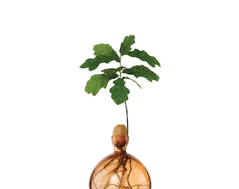 Acorn Vase® Albaricoque Dulce