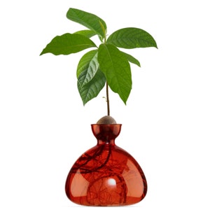 Avocado Vase® Scarlet Red