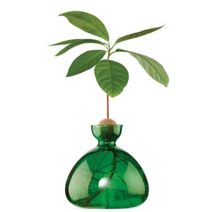 Avocado Vase® Emerald Green