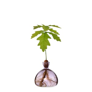 Puede incluir: Un pequeño retoño de roble con hojas verdes que crece de una bellota en un jarrón de vidrio transparente con un tinte morado. Las raíces del árbol son visibles en el agua.