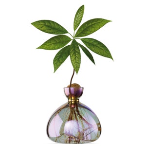 Avocado Vase® Cosmic Vega
