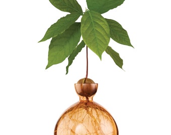 Avocado Vase® Sweet Apricot