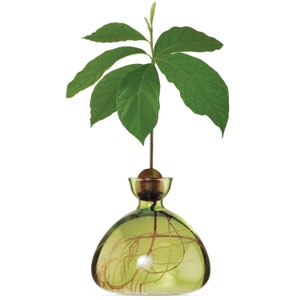 Avocado Vase® Grass Green
