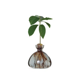 Avocado Vase® Smoke Grey (NEW)