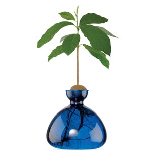 Avocado Vase® Lapis Blue