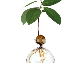 Avocado Vase®
