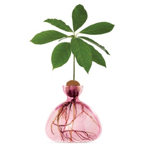 Avocado Vase® Rose Pink