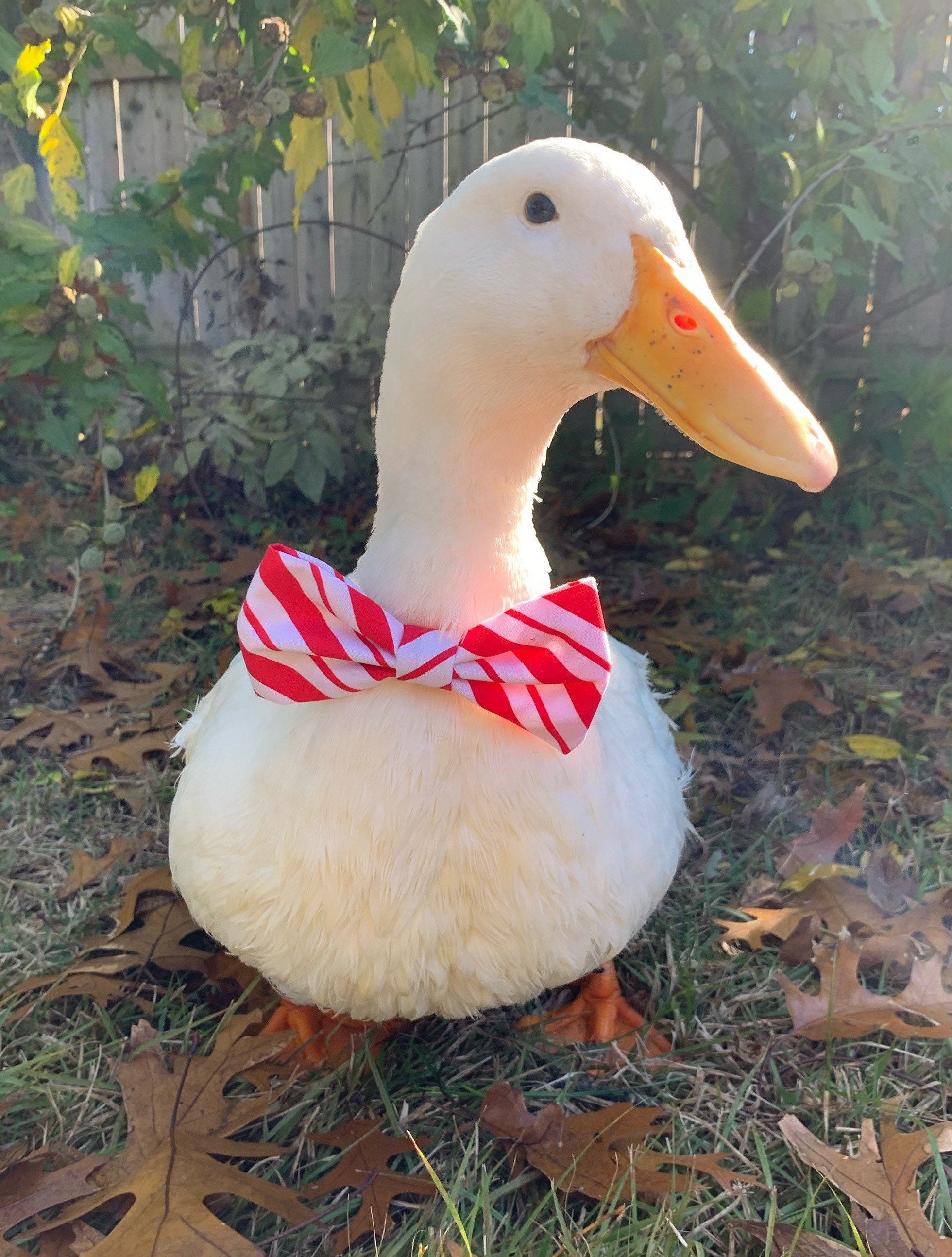 Duck ubicaciondepersonas.cdmx.gob.mx