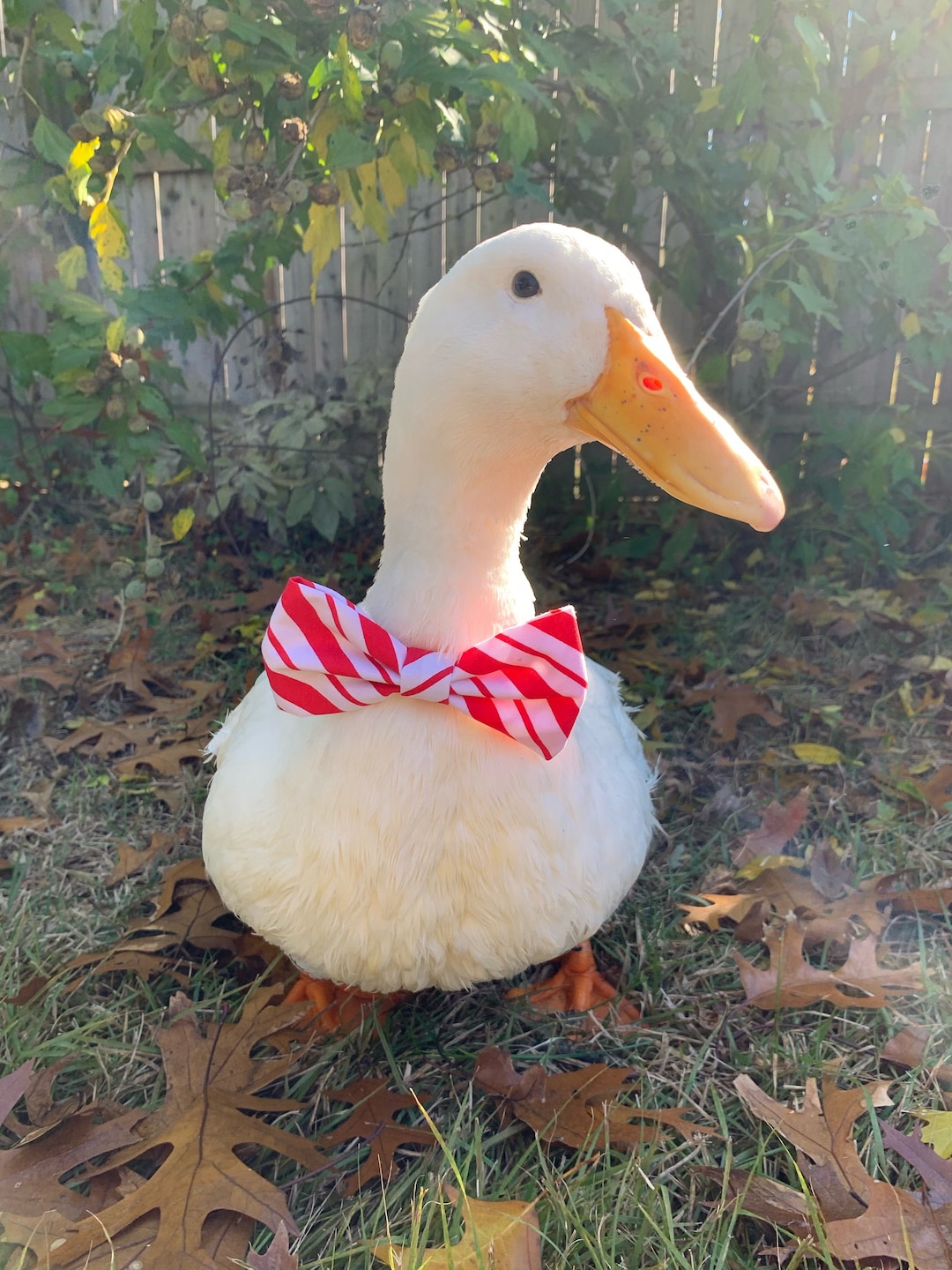bowtieduck