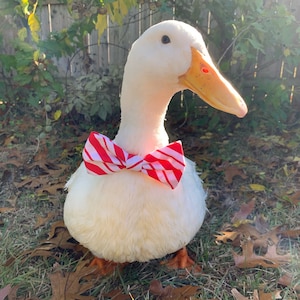 Cotton Duck Bowties.