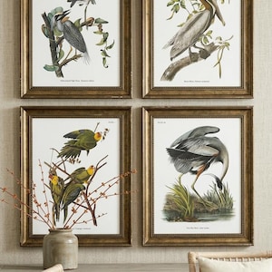 Audubon Wildlife Bird Fowl Print for Dining Room Gallery Wall Statement Art for Home Office Gift for American Bird Lover Curated Collection